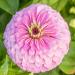 Zinnia Elegans Dahlia Flowered Luminosa