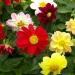 Dahlia Mignon Garden Flower Seed Mix