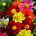 mixed dahlia mignon flowers