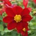 Dahlia Mignon Red Flowers