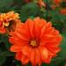 Dahlia Opera Orange Flowers