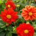 Dahlia Opera Orange Garden Flowers