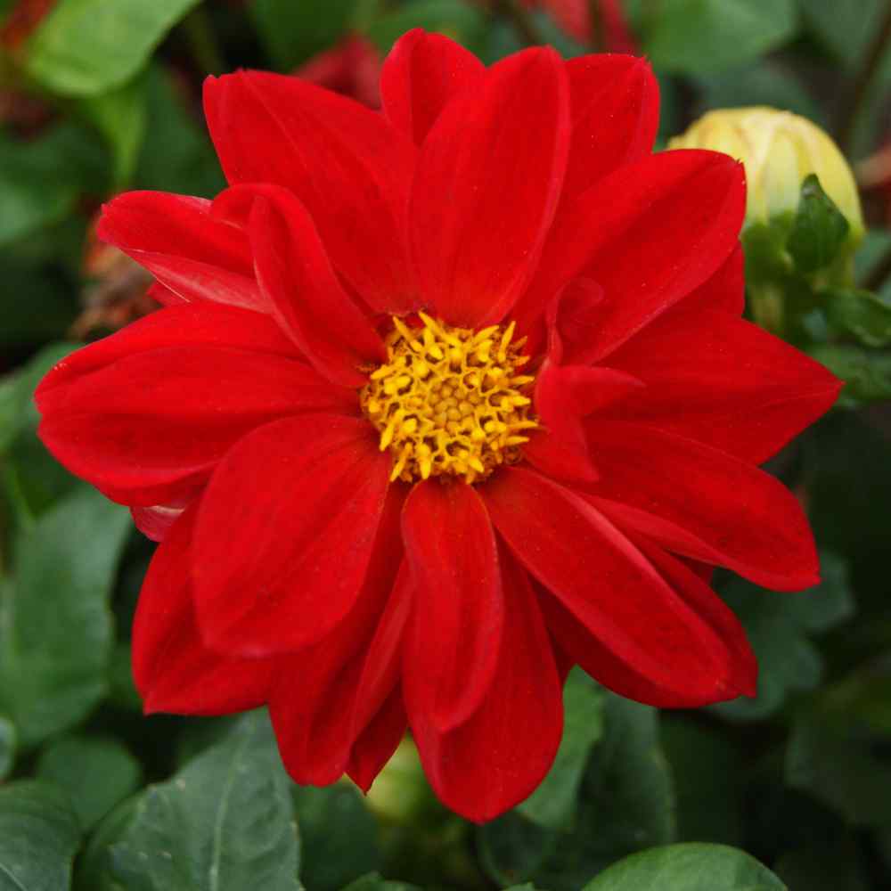 Dahlia Seeds Dahlia Variabilis Opera Red Flower Seed