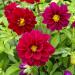 Dahlia Opera Violet Flowers