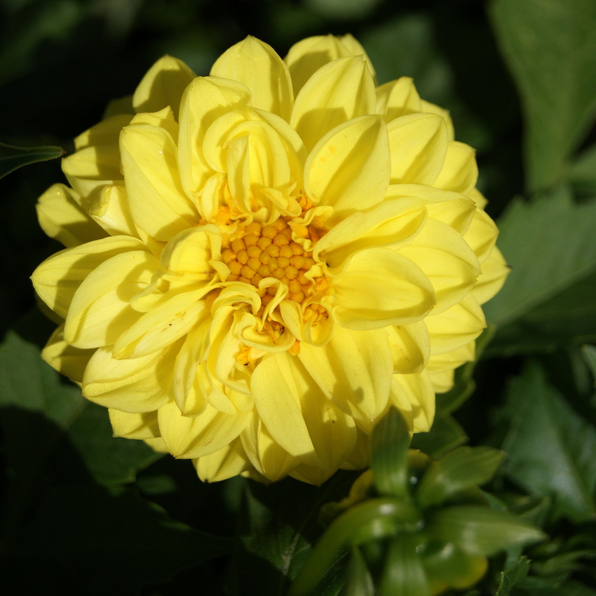 Yellow Dahlia Flower