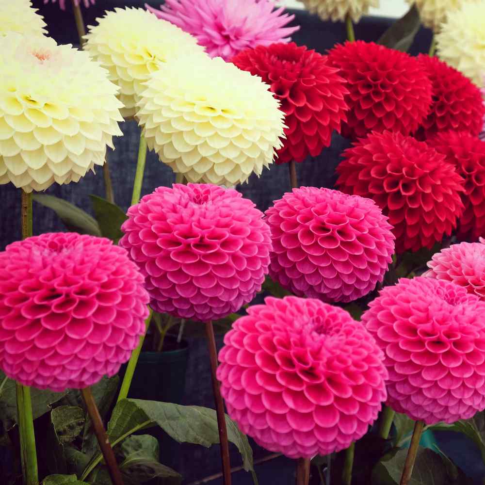 fra nu af ale Silicon Dahlia Seeds - Dahlia Variabilis Pompon Flower Seed Mix