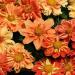 Dahlia Sunny Reggae Flower Seeds