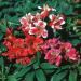 Peruvian Lily Dandy Candy