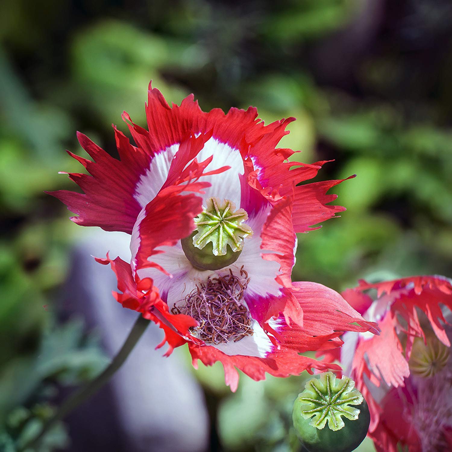 Poppy Seeds | Danish Flag