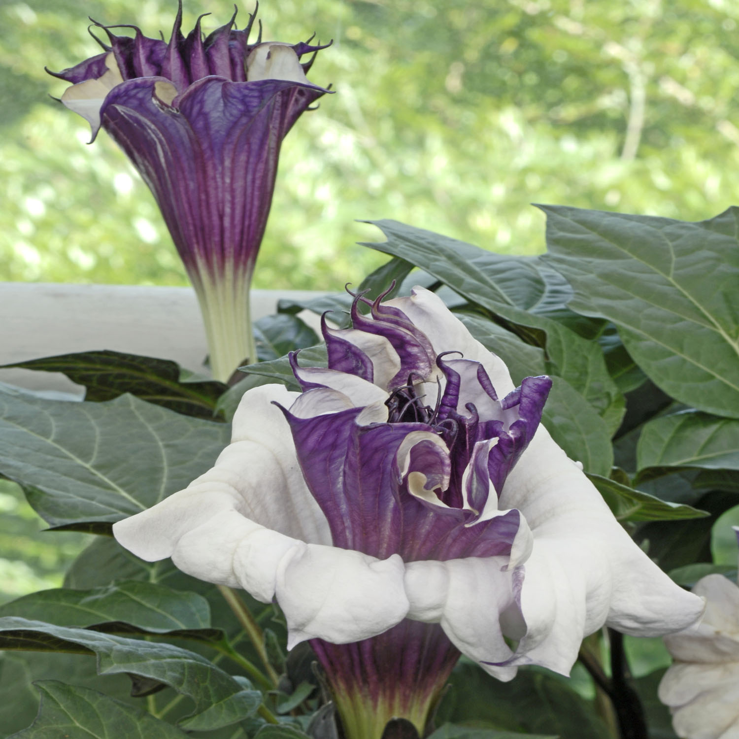 Datura Metal Purple Flowers