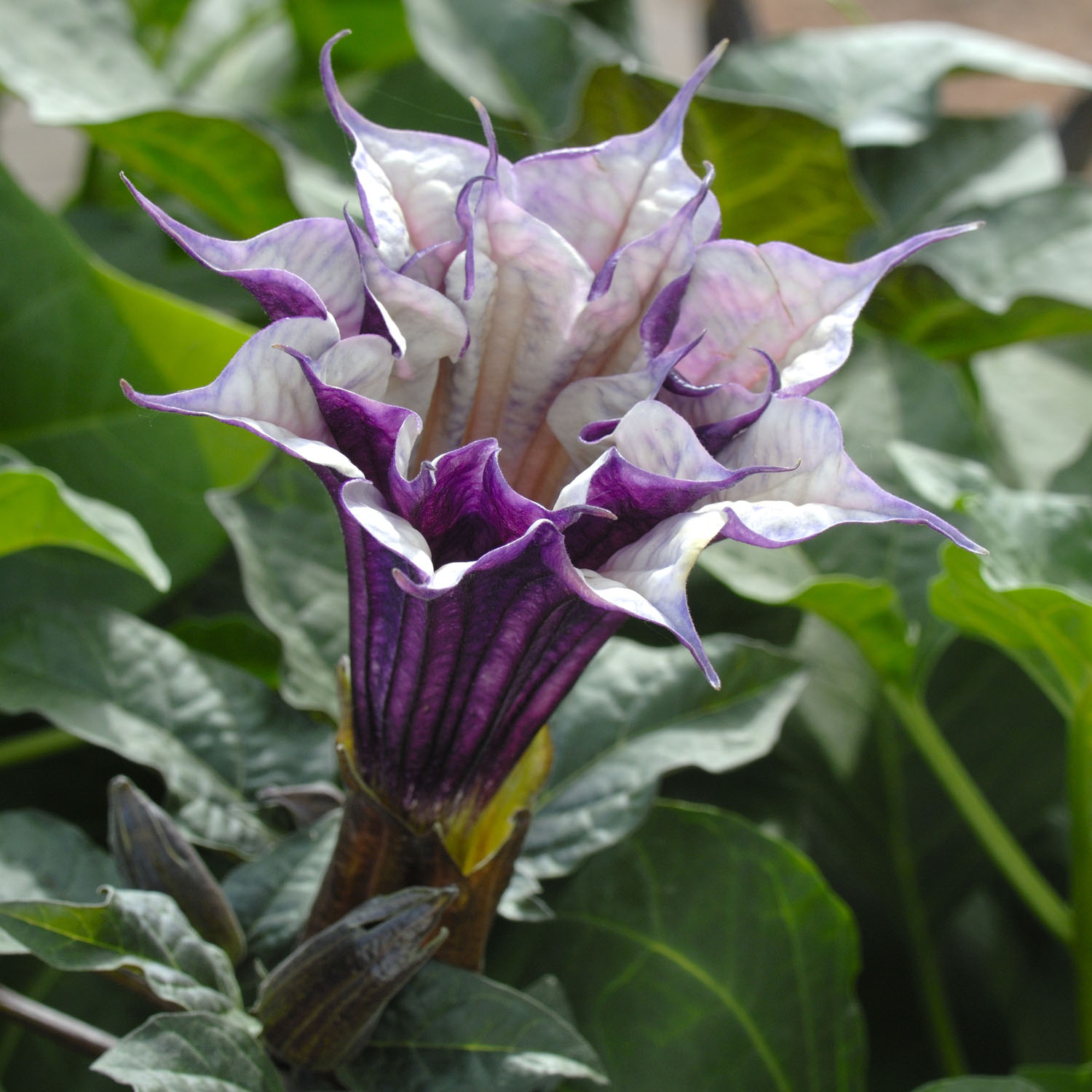 Datura Metal Purple Plants