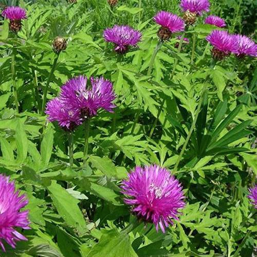 Cornflower Dealbata Wildflowers