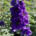 Delphinium Black Knight Garden Flower