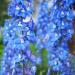 Perennial Delphinium Blue Bird