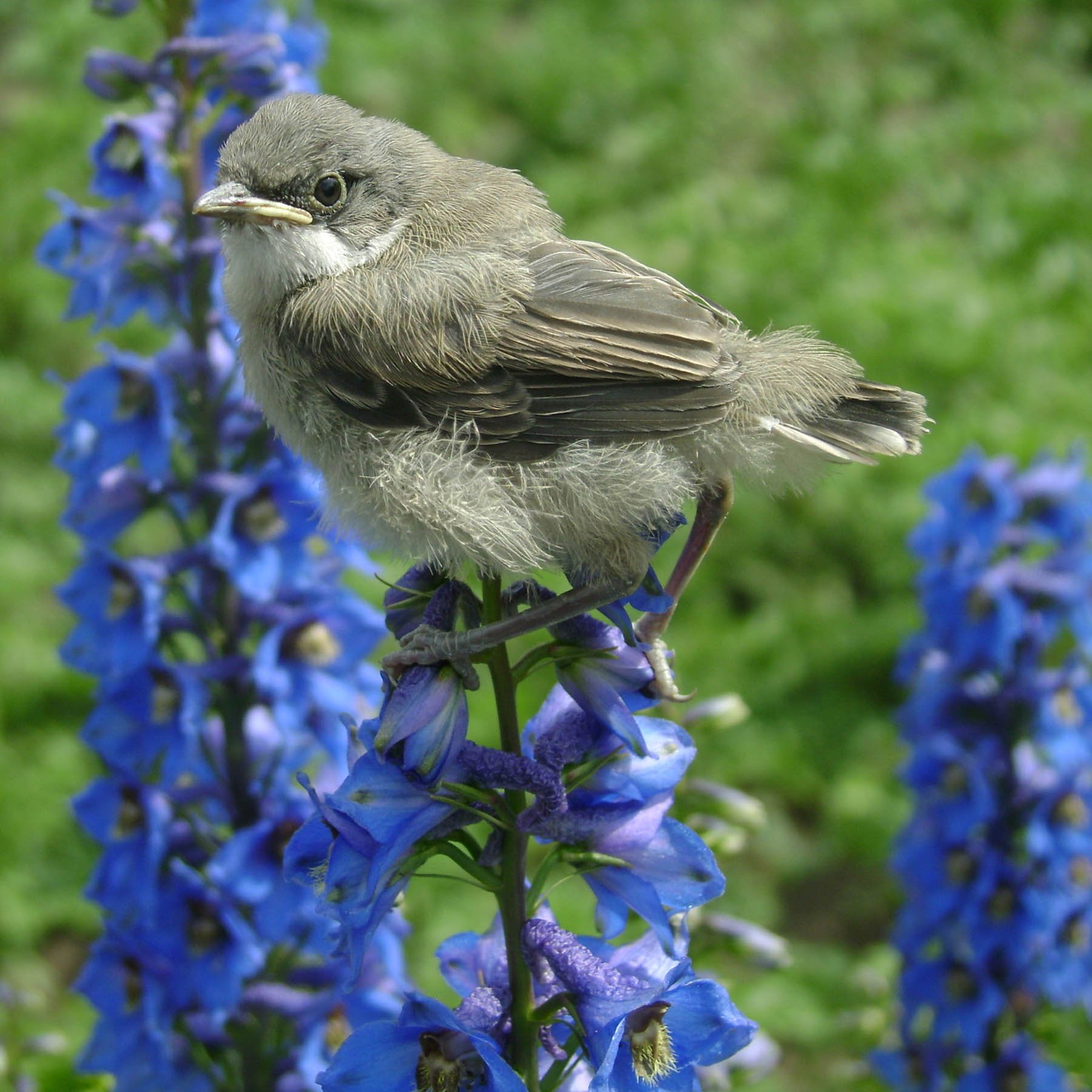 Delphinium Blue Bird Flowers