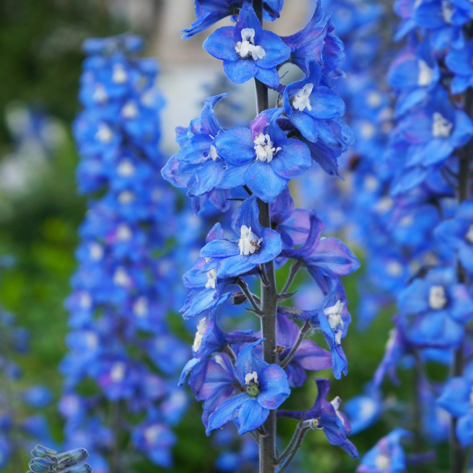 Delphinium Blue Bird Garden Flowers