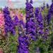 Larkspur Blue Spire Flowers