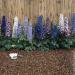 Delphinium Magic Fountains Crystal Flower Mix