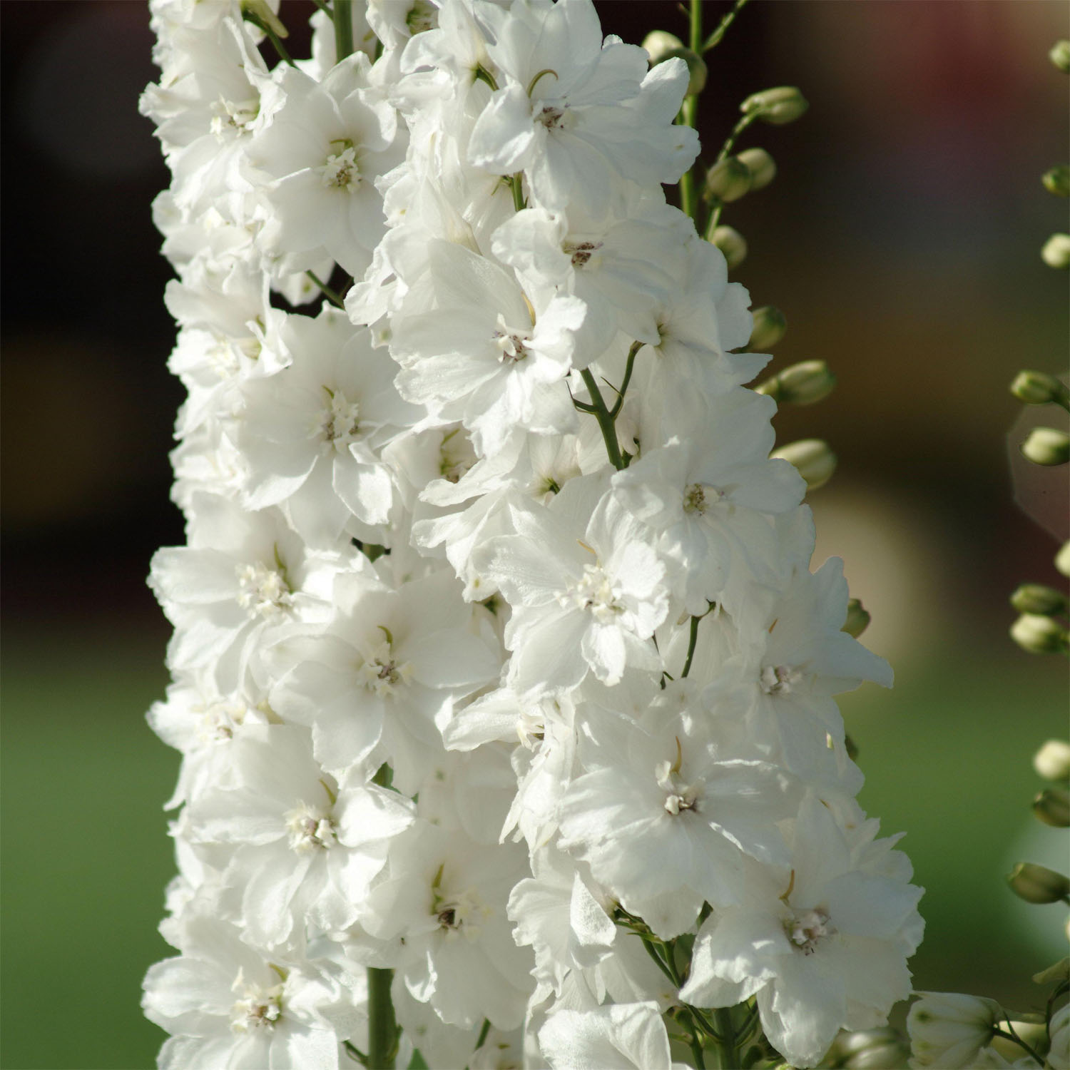 Delightful Garden Flower