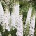 Delphinium Magic Fountains Pure White Flowers