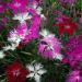 Dianthus Superbus Hybrids Flower Mix