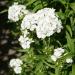 Dianthus Albus Flowers