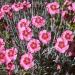 Dianthus Alwoodii Garden Flowers