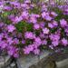 Dianthus Amur Flower Garden