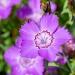 Dianthus Amurensis Flowers