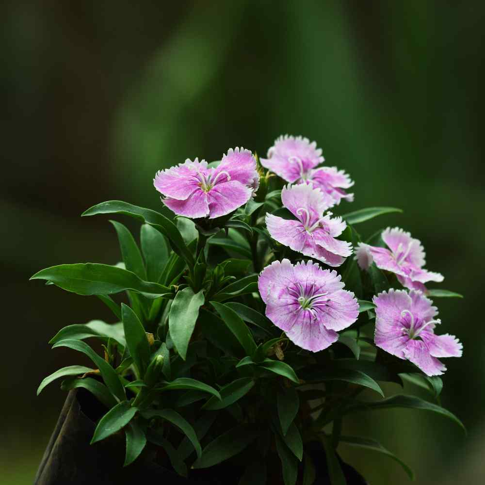 Dianthus Amurensis Pink Flowers