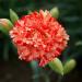 Dianthus Caryophyllus Chabaud Avranchin