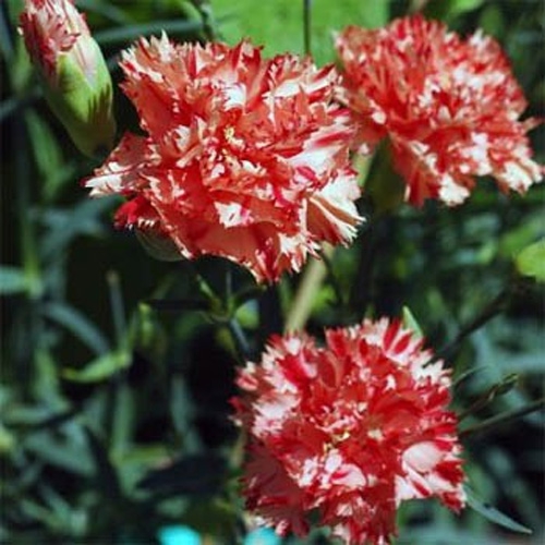 Unique Carnation
