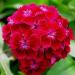 Dianthus Oeschberg Flowers