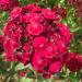 Dianthus Oeschberg Garden Flowers