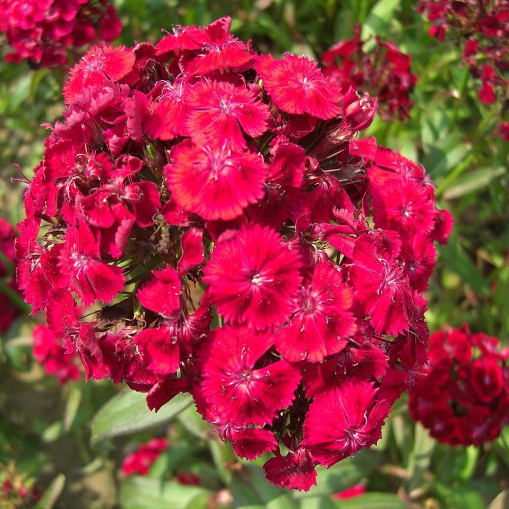 Dianthus Seeds Sweet William Oeschberg Flower Seed