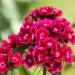 Dianthus Barbatus Oeschberg Flowers