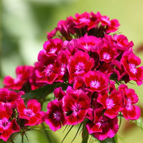 Dianthus Seeds Sweet William Oeschberg Flower Seed