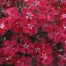 Dianthus Superbus Red Flowers