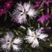 Dianthus Superbus White Flowers