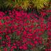 Perennial Dianthus Maiden Pink Flowers