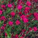 maiden pink dianthus flowers