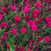 Perennial Maiden Pink Flower Seed