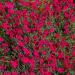 Dianthus Deltoides Red Flowers