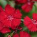 dianthus seeds maiden red