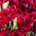 Dianthus Dunetti Flowers