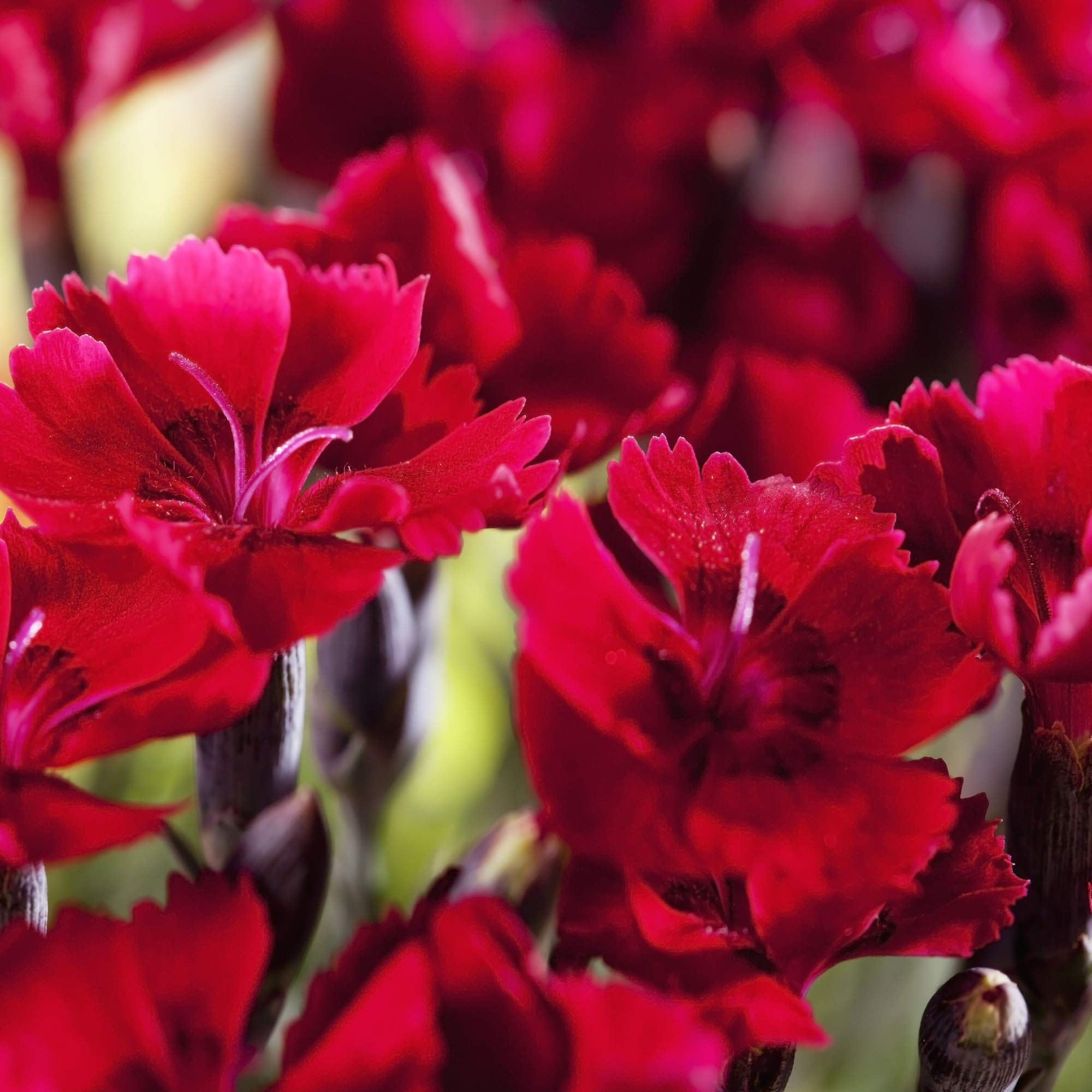 Dianthus Seed Dianthus Barbatus Sweet William Flower Seeds