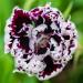 Dianthus Heddewigii Japanese Pinks