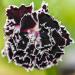 dianthus seeds heddewigii