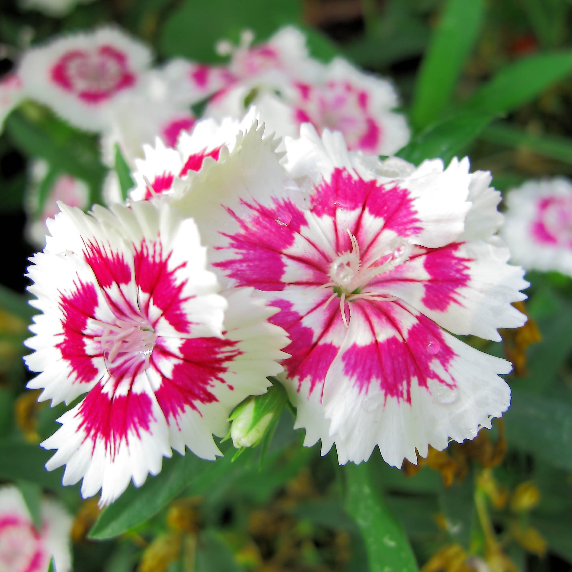 800 Seeds Heirloom Sweet William – Garden Flower Seeds