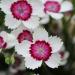 Dianthus Chinensis Merry-go-round Flowers